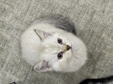 British shorthair golden yavru