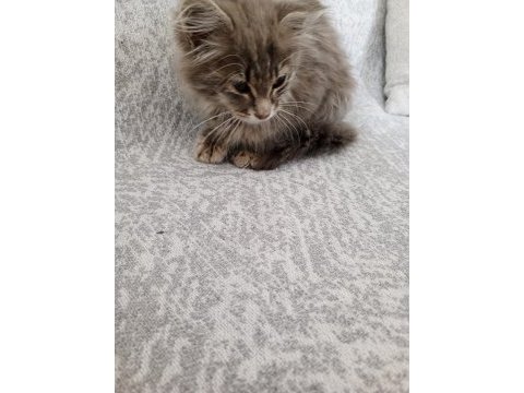 Sokağa terk edilmiş minik kedimiz için acil yuva