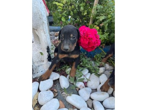 Minik doberman köpekler yeni yuvalarını arıyor