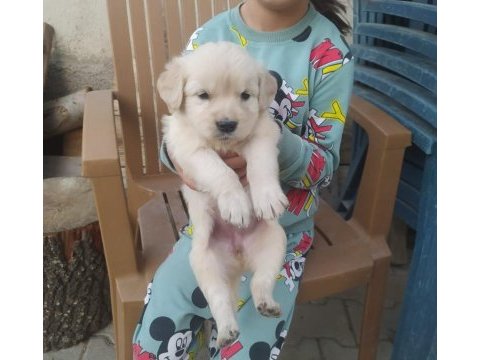 Baby face golden retriever yavrular yuvalarını bekliyor