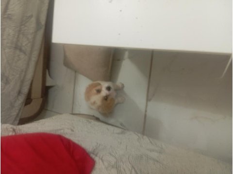 Cavalier king charles safkan köpeğimiz