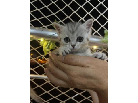 British shorthair sahiplendirme