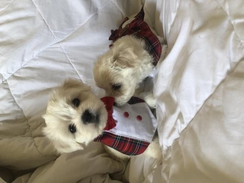Sahibinden aşılı orjinal maltese terrier yavrular