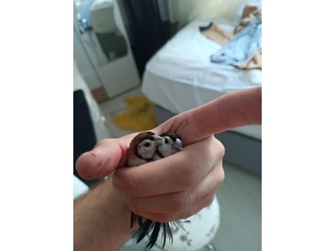 Baykuş ispinozu çift