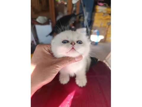 Show kalite sıfır kulak silver point scottish fold yavrumuz