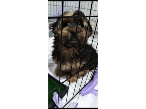 Morkie bebeğimiz teslime hazır