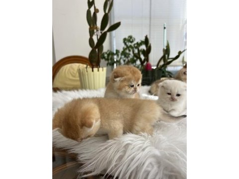 Safkan kaliteli golden yavrular (british ve scottish fold)