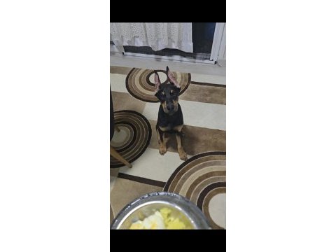 Yavru doberman köpeği