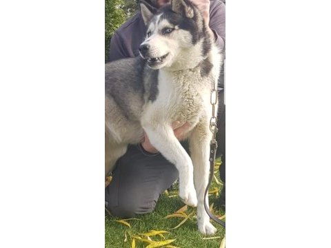 Maviş gözlü safkan erkek husky yavru