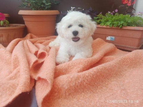 21 mart doğumlu bichon frise kızlarım