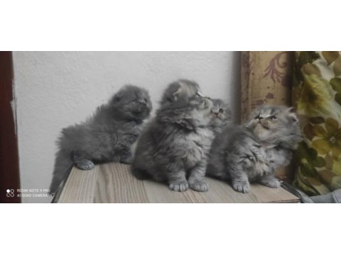 45 günlük british longhair yavrular