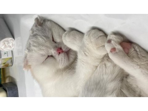 1.5 yaşında yakışıklı scottish fold oğlumu veriyorum
