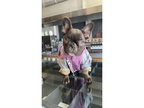Pera 5 aylık dişi french bulldog