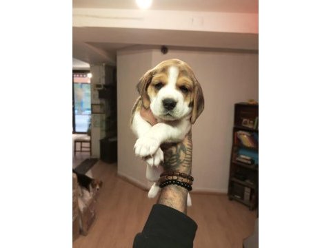 Sahibinden beagle yavru