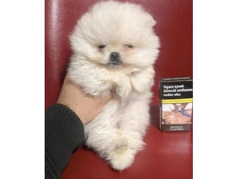 Pomeranian boo yavrumuz