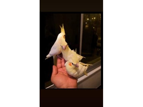 Ev üretimi yavru sultan papağanlar