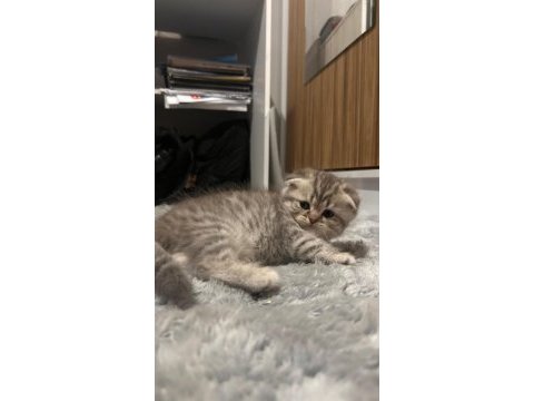 Scottish fold yavru