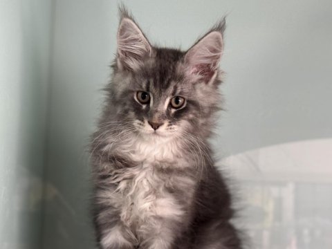 Show kalite maine coon yavrularımızı canlı görün