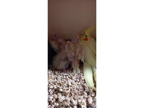 Sevimli sultan papağanı yavruları