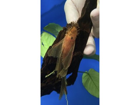 L144 longfin ve süper red brokoli balıklar mevcuttur