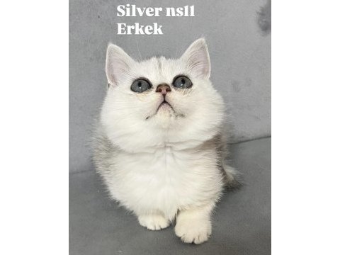 Silver ns11 erkek british shorthair