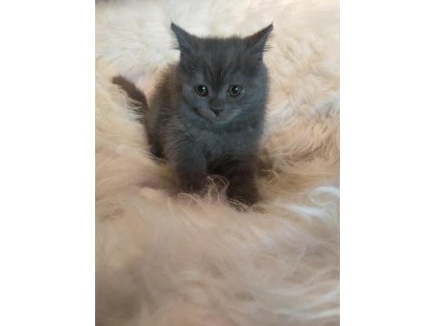 2.5 aylık british shorthair yavrularım