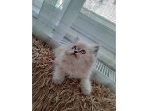 2,5 aylık yavru chinchilla kediler