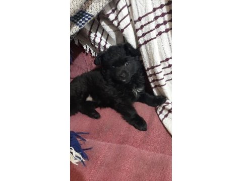 3 aylık yavru spitz ücretsiz sahiplendirilecektir erkek
