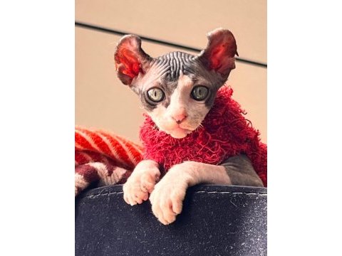 Elf sfenks yavru