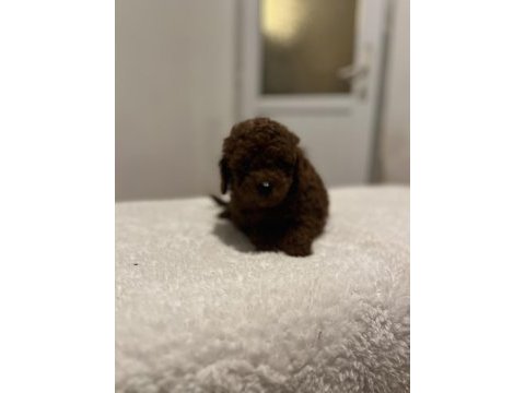 Kore dark red poodle bebekler