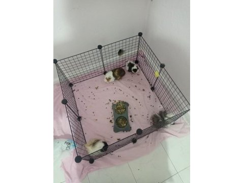 3 yavru (3 aylık) ve 1 hamile ginepig (8 aylık) + kafes