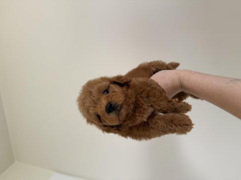 Dişi maltipoo en iyisini isteyenler için 