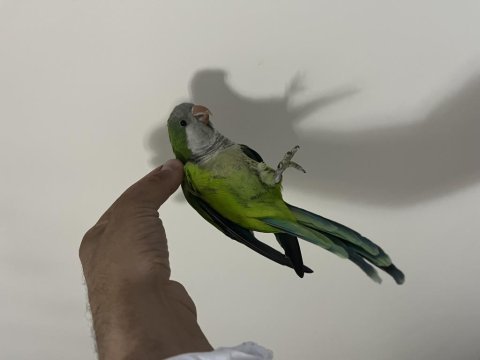 Oyun hamuru monk papağanımız çimen