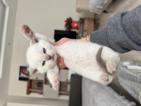 Scottish fold ve british shorthair kedimiz