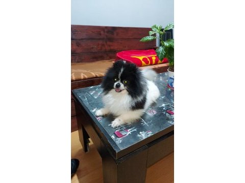 Pomeranian boo