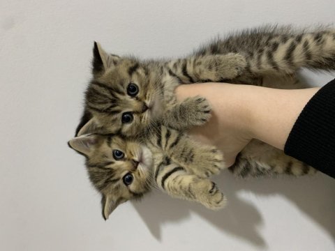 Sahibinden golden black tabby british shorthair erkek yavru