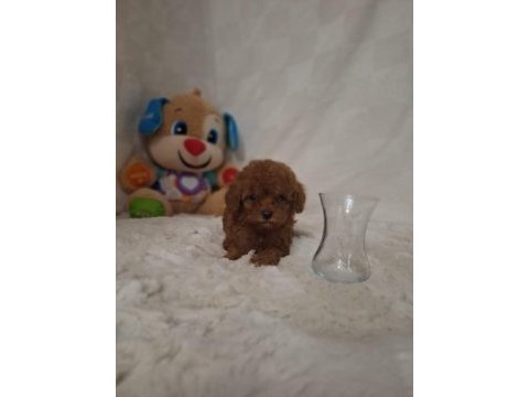 Acele edene dişi ve erkek toy poodle yavrular