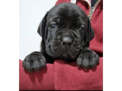 Dev cane corso yavruları ankara