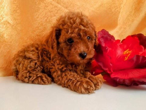 Kore gen toy poodle yavrular