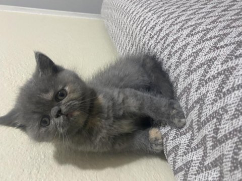 2 aylık british shorthair