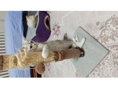 British shorthair ve british golden yavrularımız