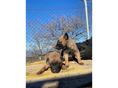 A kalitede belçika kurdu malinois