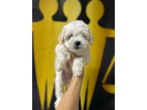 A kalite maltese yavruları 0 beden