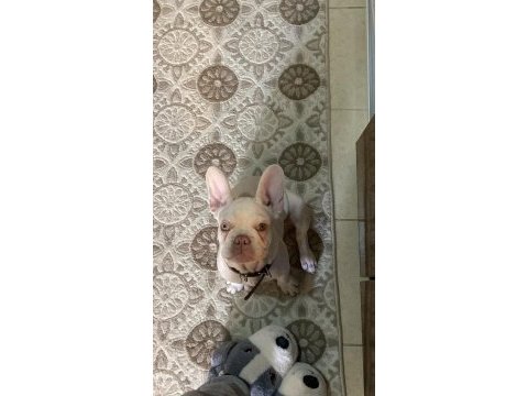 İsabella tan platinium erkek yavru french bulldog