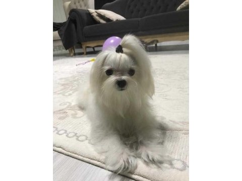 A şecereli kore babadan mükemmel yavru köpekler