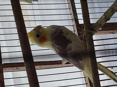 Yavru sultan papağanı 45 günlük