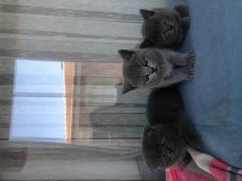 Bebişlerimi sahiplendiriyorum