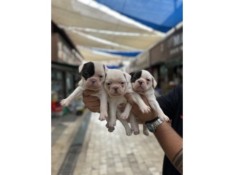 Kar beyaz sağlıklı orjinal french bulldog