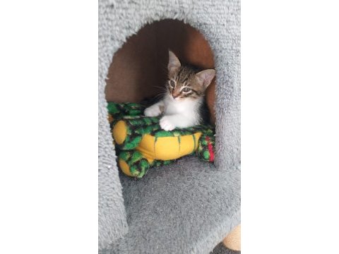 Dünya tatlısı minik kediler