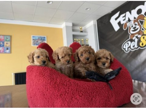 Maltipoo yavrularımız ankara mağazamızda